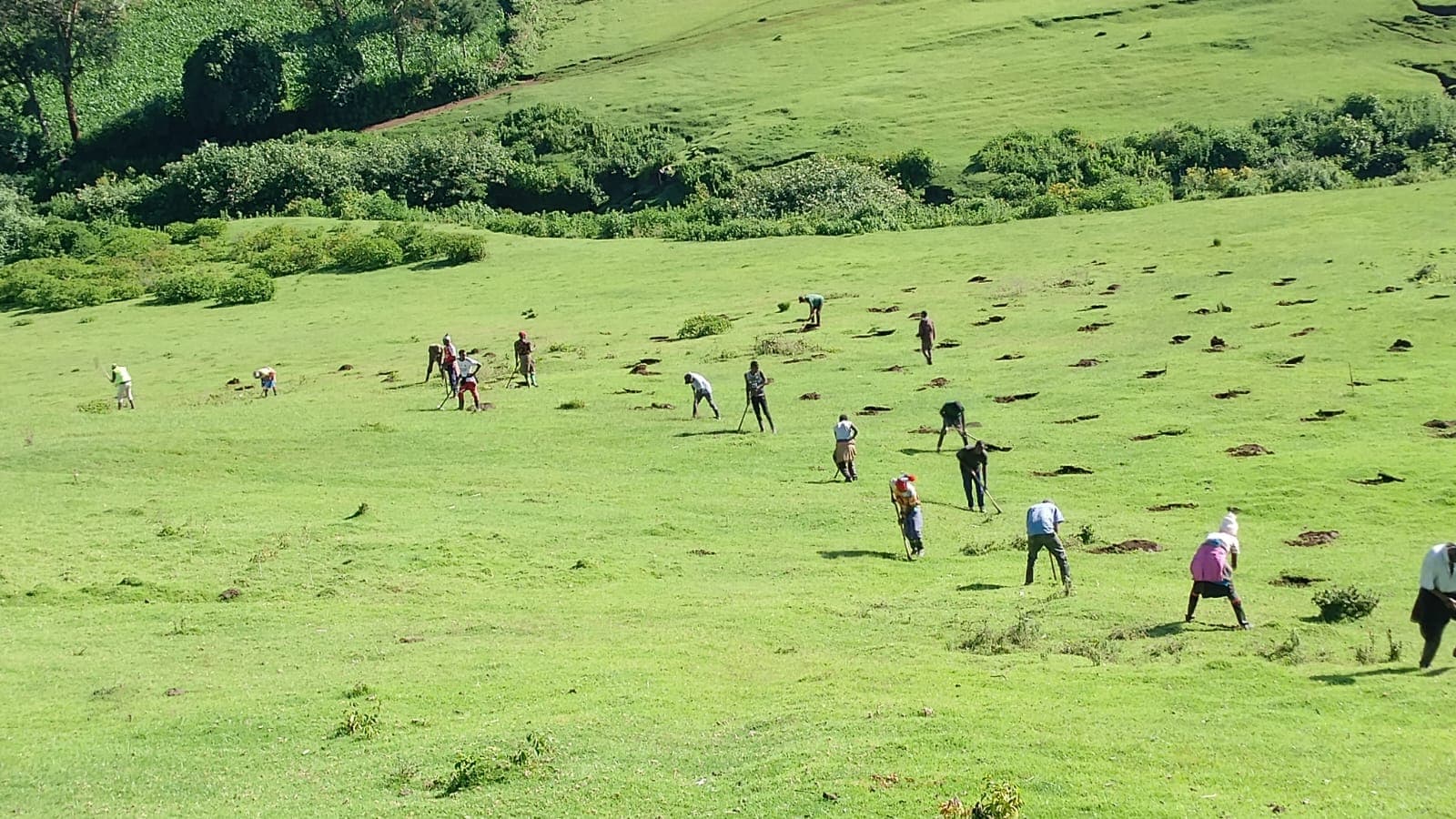 Planting pits across a hillside