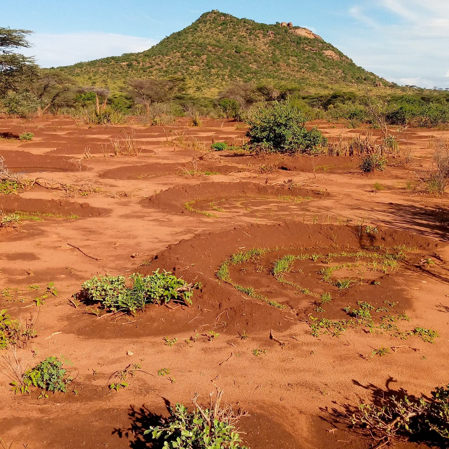 Restored grassland with semi-circular bunds